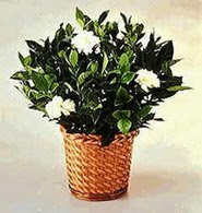  Ankara demetevler 14 �ubat sevgililer g�n� �i�ek  Gardenia Plant ithal saksi