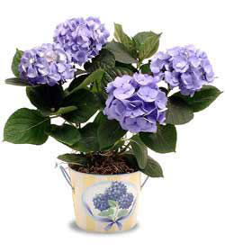  Ankara demetevler anneler g�n� �i�ek yolla  Hydrangea Plant ortanca