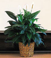  Ankara �i�ek online �i�ek sipari�i  Large Spathiphyllum
