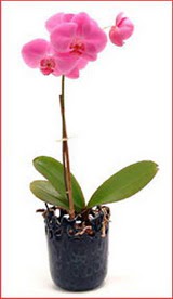  Ankara ucuz �i�ek g�nder �i�ek ma�azas� , �i�ek�i adresleri  Phalaenopsis Orchid Plant