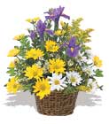 sari ve beyaz krizantemler   Ankara ucuz �i�ek g�nder �i�ek ma�azas� , �i�ek�i adresleri 