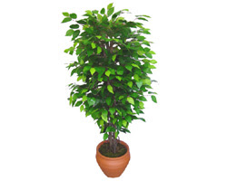 Ficus Benjamin 1,50 cm   Ankara demetevler anneler g�n� �i�ek yolla 