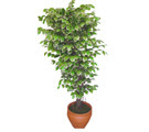 Ficus �zel Starlight 1,75 cm   Ankara demetevler cicek , cicekci 