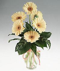  Ankara cicekciler , demetevler cicek siparisi  vazo i�erisinde 11 adet gerbera �i�egi