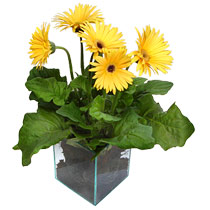 9 adet gerbera �i�egi ve cam tanzim  Ankara demetevler cicek , cicekci 