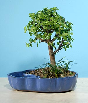  Ankara demetevler 14 �ubat sevgililer g�n� �i�ek  Bonsai 6 yas civari