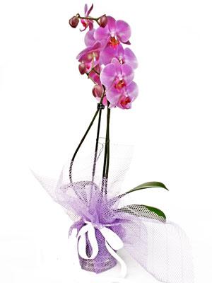  Ankara demetevler anneler günü çiçek yolla  Kaliteli ithal saksida orkide