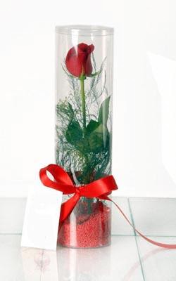  Ankara demetevler çiçek siparişi çiçek yolla  Silindir vazoda tek kirmizi gül