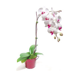  Ankara demet çiçek gönderme  Saksida orkide