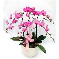  Ankara ucuz çiçek gönder çiçek mağazası , çiçekçi adresleri  3 adet saksi da orkide - yerli ege cins -
