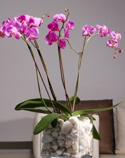  Ankara demetevler çiçek gönderme çiçek siparişi sitesi  2 dal orkide cam yada mika vazo içerisinde