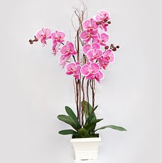  Ankara cicekciler , demetevler cicek siparisi  2 adet orkide - 2 dal orkide