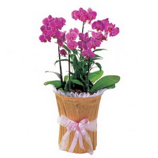  Ankara demetevler çiçek siparişi vermek  saksi iiçerisinde 3 dal orkide