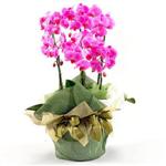  Demetevler Ankara İnternetten çiçek siparişi  2 dal orkide , 2 köklü orkide - saksi çiçegidir