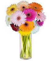  Ankara internetten çiçek siparişi  Farkli renklerde 15 adet gerbera çiçegi