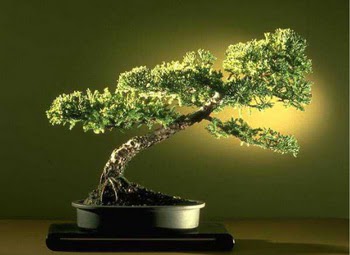 ithal bonsai saksi �i�egi  Ankara demetevler �i�ek�i ma�azas� 
