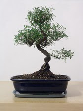 ithal bonsai saksi �i�egi  Ankara demetevler �i�ek sipari�i vermek 