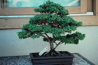 ithal bonsai saksi �i�egi  Ankara demetevler 14 �ubat sevgililer g�n� �i�ek 