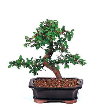 ithal bonsai saksi �i�egi  Ankara demetevler �i�ek sipari�i vermek 