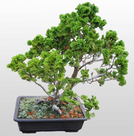 ithal bonsai saksi �i�egi  Demetevler Ankara �nternetten �i�ek sipari�i 