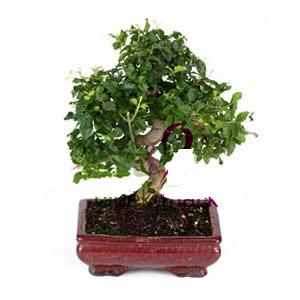 ithal bonsai saksi �i�egi  Ankara demetevler anneler g�n� �i�ek yolla 