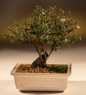 ithal bonsai saksi �i�egi  Ankara ucuz �i�ek g�nder �i�ek ma�azas� , �i�ek�i adresleri 