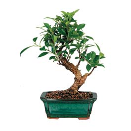  Ankara demetevler �i�ek g�nderme �i�ek sipari�i sitesi  ithal bonsai saksi �i�egi  Ankara �i�ek online �i�ek sipari�i 