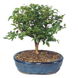  Ankara demetevler ieki maazas  ithal bonsai saksi iegi  Ankara online iek siparii ieki , iek siparii 