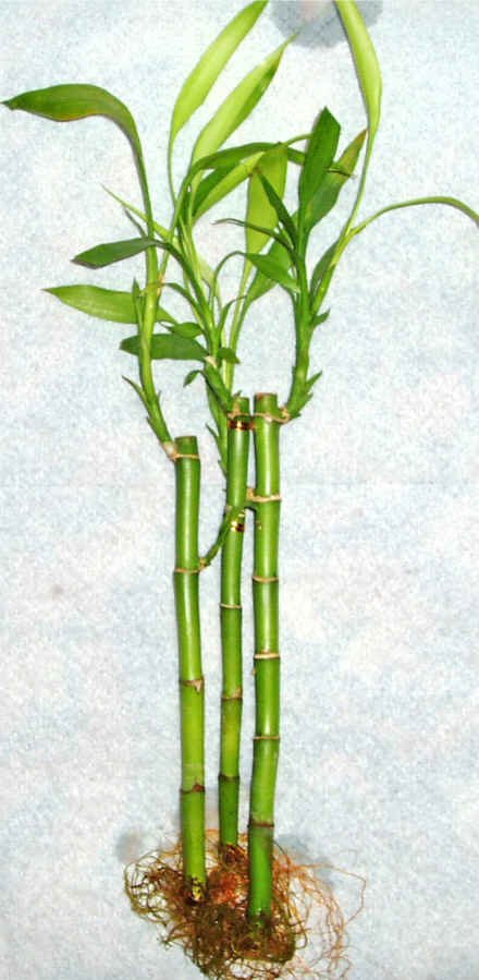 Lucky Bamboo 3 adet vazo hediye edilir   Ankara demetevler cicek , cicekci 