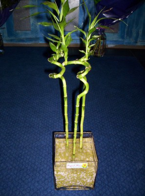 Lucky Bamboo 3 adet saksi �i�egi  Ankara cicekciler , demetevler cicek siparisi 