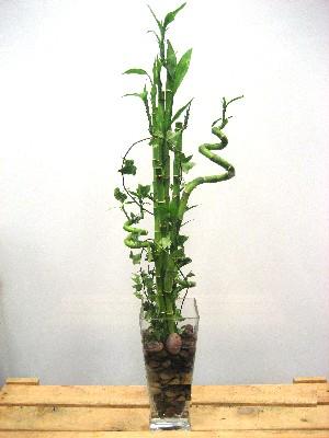 Lucky Bamboo sans melegi �i�egi  Ankara demetevler cicek , cicekci 