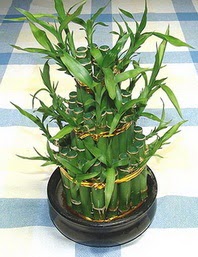 Lucky Bamboo sans melegi �i�egi  demetevler �i�ek yolla Ankara �i�ek�iler 