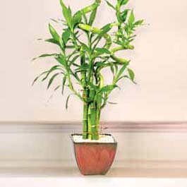 Lucky Bamboo sans melegi �i�egi  Ankara �i�ek online �i�ek sipari�i 