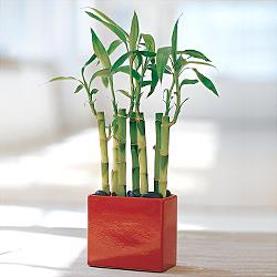 Lucky Bamboo sans melegi �i�egi  Ankara yurti�i ve yurtd��� �i�ek sipari�i 