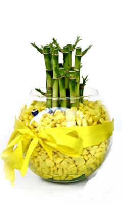 cam fanus i�erisinde bambo  Ankara internetten �i�ek sat��� 