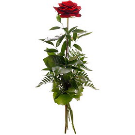  Ankara online çiçek siparişi çiçekçi , çiçek siparişi  1 adet kırmızı gülden buket