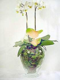  Ankara demetevler çiçek satışı  Cam yada mika vazoda özel orkideler
