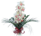  Ankara demetevler çiçek gönderme çiçek siparişi sitesi  Dal orkide ithal iyi kalite