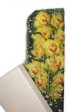  Ankara demet �i�ek g�nderme  Kutu i�erisine dal cymbidium orkide