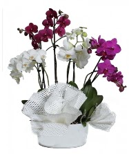 4 dal mor orkide 2 dal beyaz orkide  Ankara demetevler anneler günü çiçek yolla 
