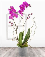 2 dallı mor orkide saksı çiçeği  demetevler çiçekçi Ankara ucuz çiçek gönder 