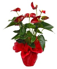 Görsel antoryum saksı çiçeği  Ankara online çiçek gönderme sipariş 