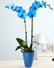 Eşsiz bir hediye 2 dallı mavi orkide  Ankara cicekciler , demetevler cicek siparisi 