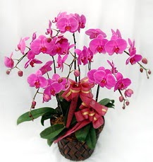 6 Dallı mor orkide çiçeği  Ankara demetevler anneler günü çiçek yolla 