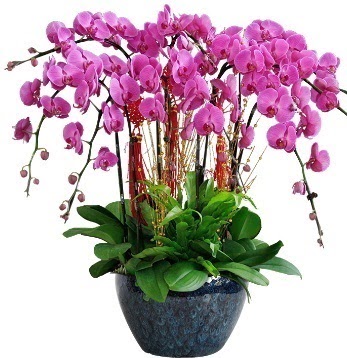 9 dallı mor orkide  Ankara demetevler 14 şubat sevgililer günü çiçek 