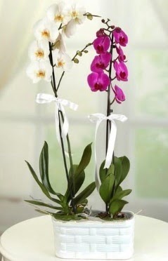 1 mor 1 dal beyaz İthal orkide sepet içerisinde  Ankara ucuz çiçek gönder çiçek mağazası , çiçekçi adresleri 