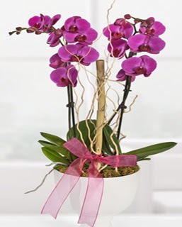 2 dallı nmor orkide  Ankara demetevler anneler günü çiçek yolla 