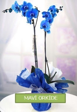 2 dallı mavi orkide  demetevler çiçek yolla Ankara çiçekçiler 