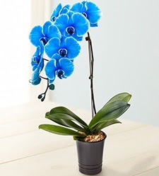 1 dallı süper eşsiz mavi orkide  Ankara ucuz çiçek gönder çiçek mağazası , çiçekçi adresleri 