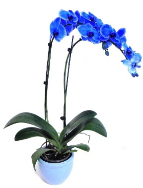 Seramikli 2 dallı süper eşsiz mavi orkide  Ankara demetevler çiçek servisi , çiçekçi adresleri 